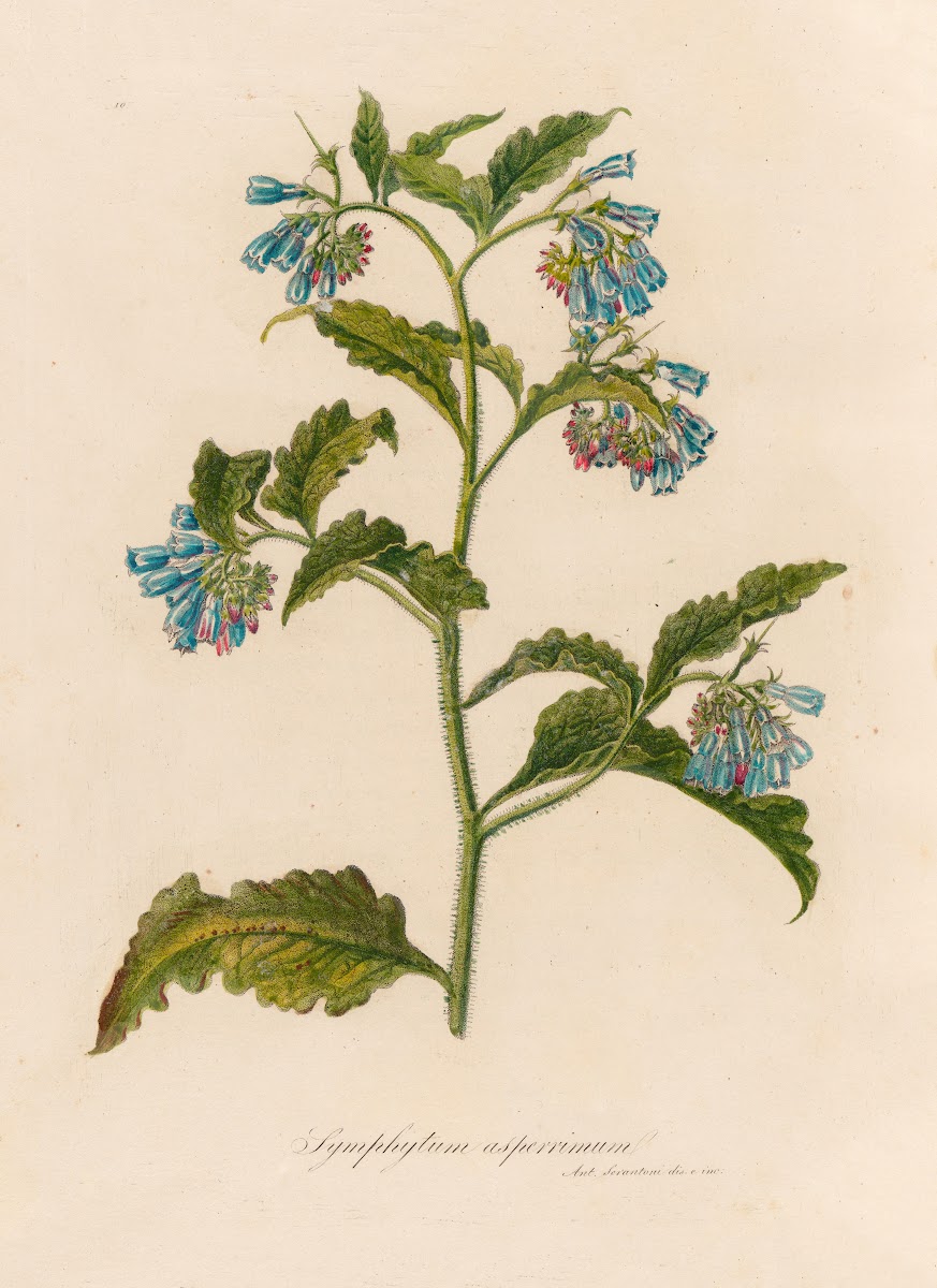 Symphytum asperrimum 1818 1824