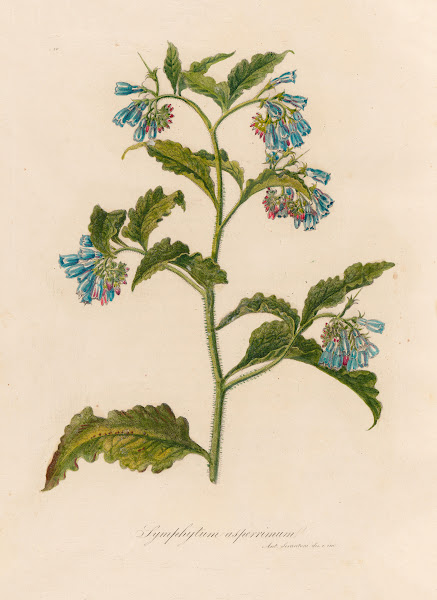 Symphytum asperrimum 1818 1824
