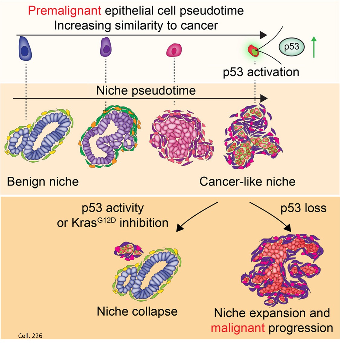 Oncogenic and tumor-suppressive forces converge on a progenitor niche at the benign-to-malignant transition