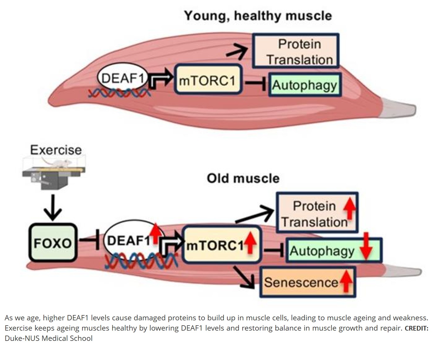 How exercise helps ageing muscles repair themselves