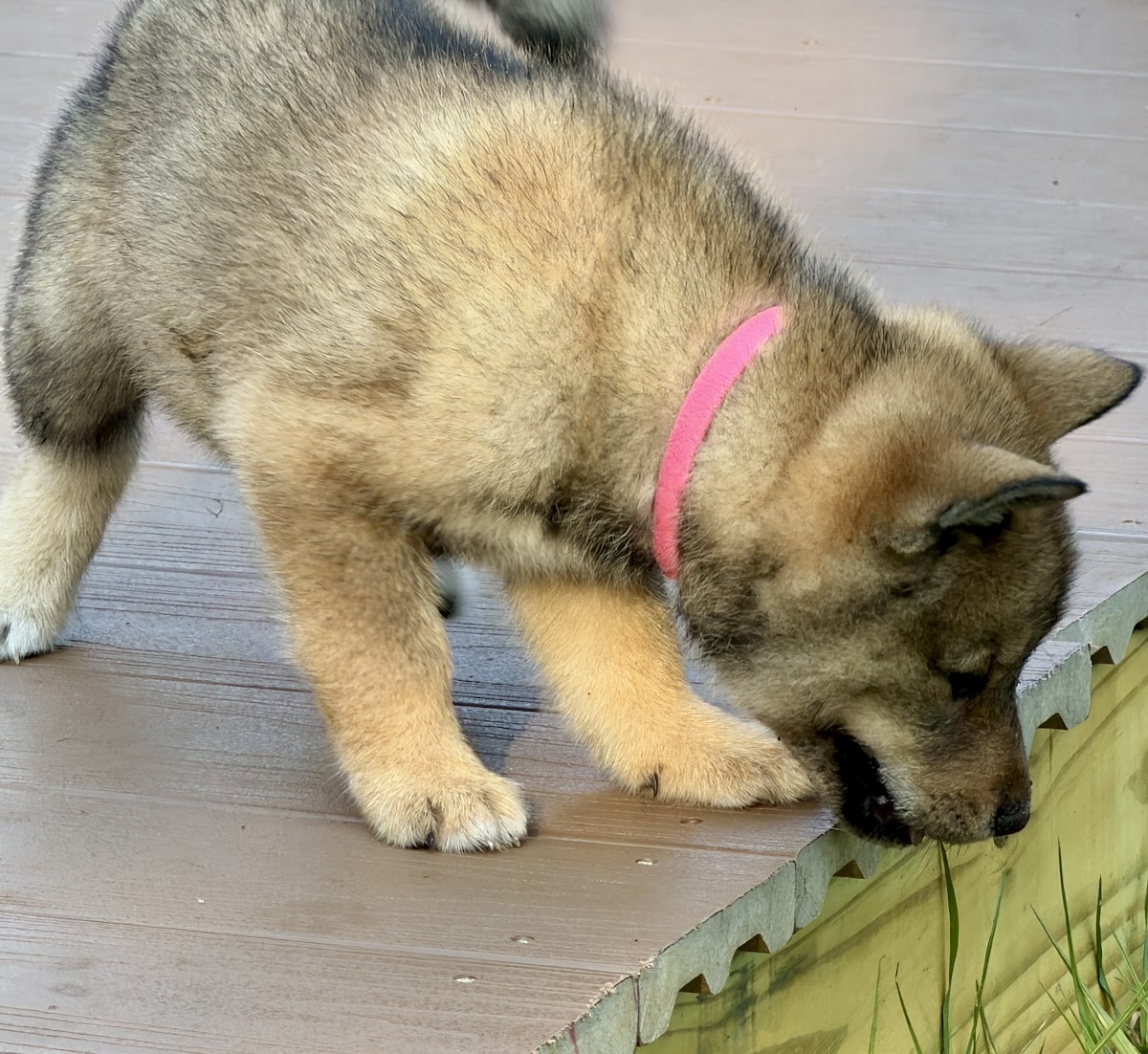 Shikoku puppy photo