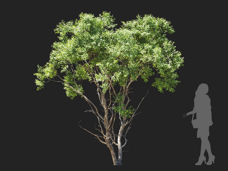 Maxtree - Plant Models Vol.112