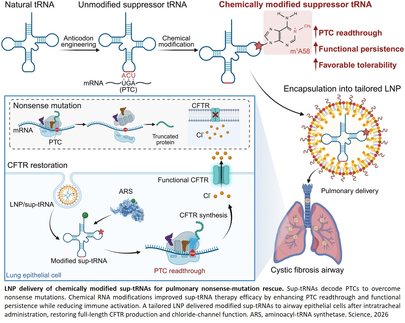 Modified tRNA rescues nonsense mutations in cystic fibrosis