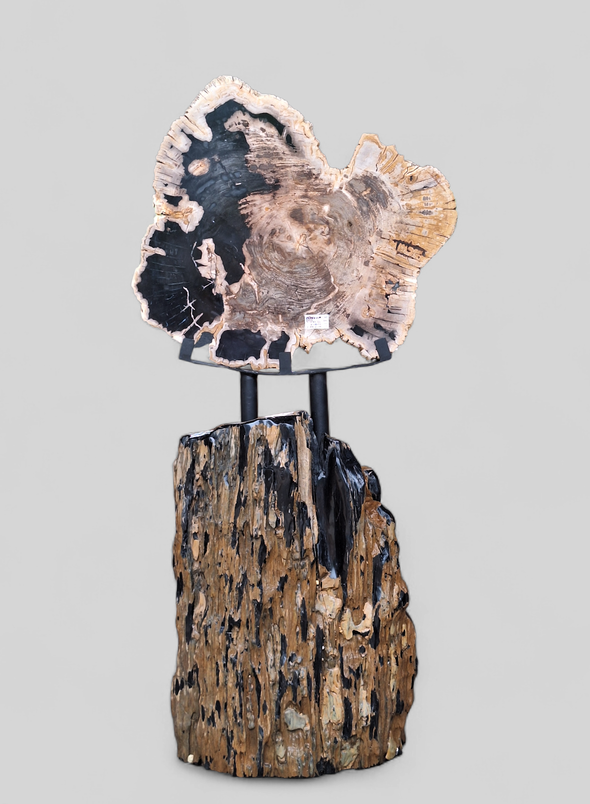 BIG SLAB DECO — SKU PJA.28.57 | Petrified Wood by PJ Antique Bali