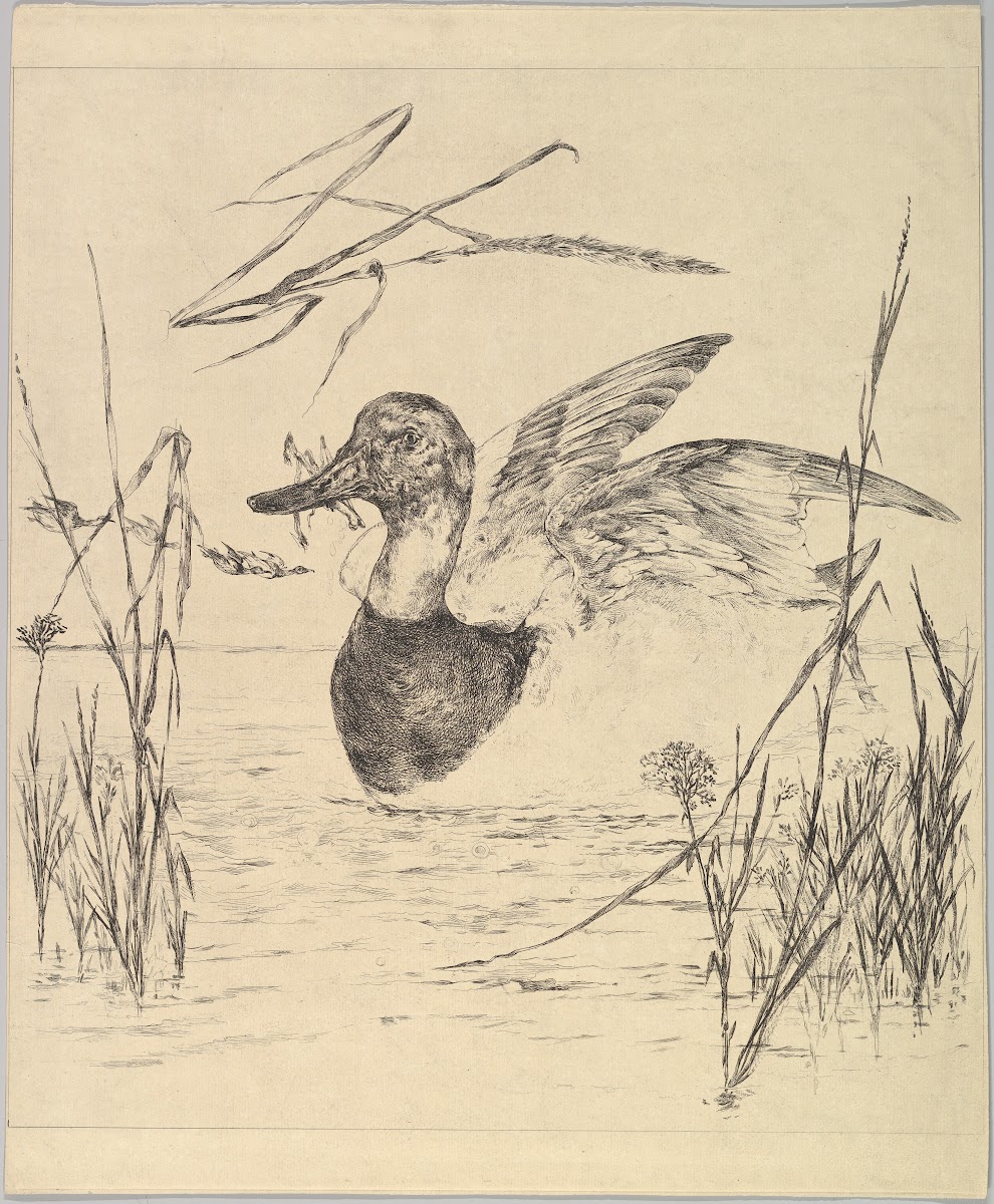 Duck 18501914