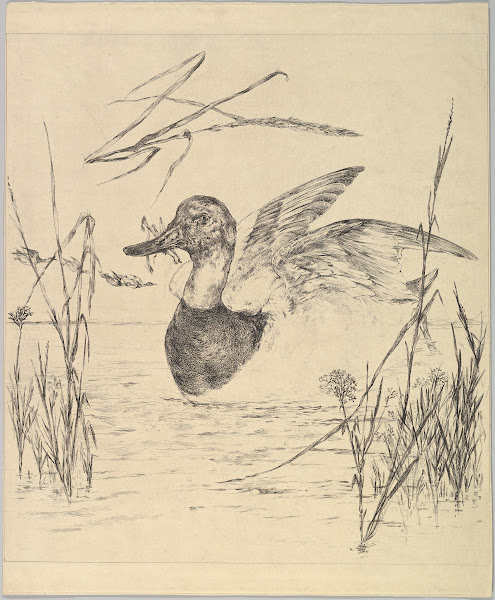 Duck 18501914