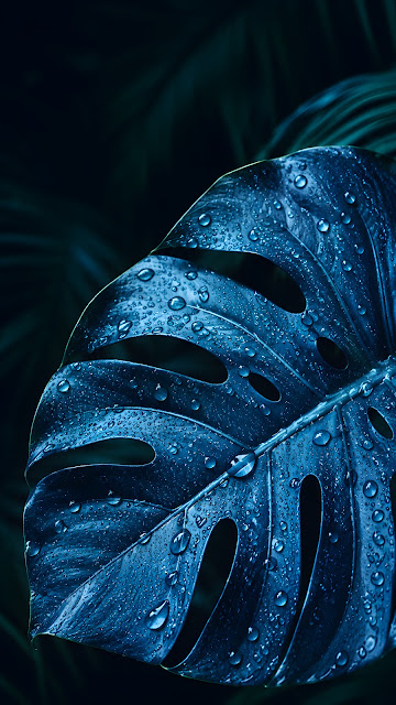 Glossy blue monstera leaf with clear droplets against a dark tropical background.