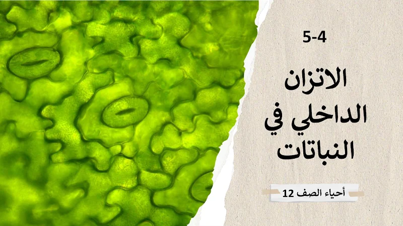 صورة الغلاف