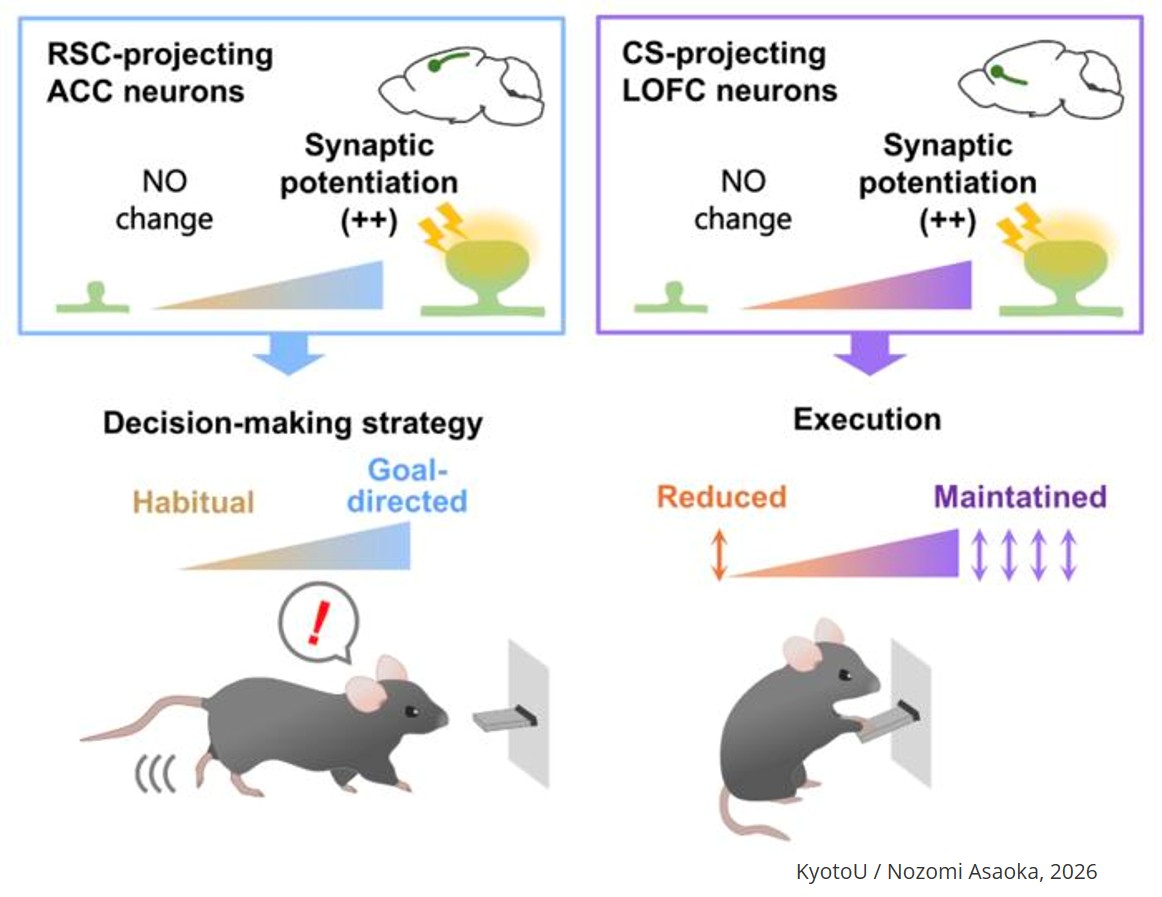 Unraveling the mysteries of habit formation
