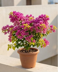 Imported Golden Fairytale Bando Bougainvillea Plant