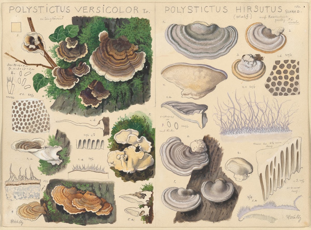 Polystictus versicolor Polystictus hirsutus 1915 1945