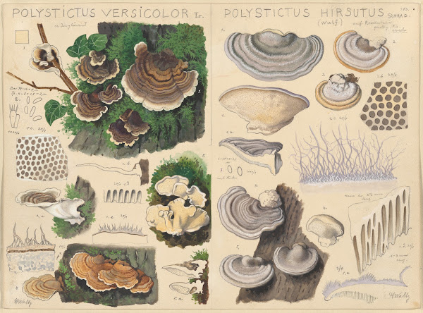 Polystictus versicolor Polystictus hirsutus 1915 1945