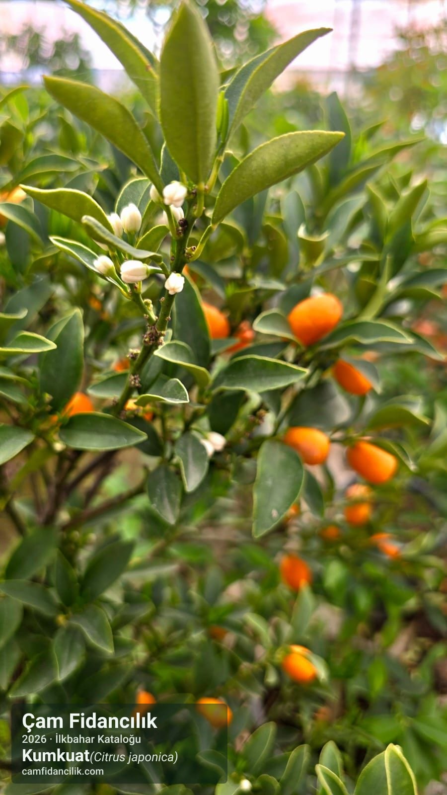 Kumkuat - Citrus japonica Çam Fidancılık Yalova