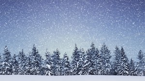 Winter Forest Wallpaper