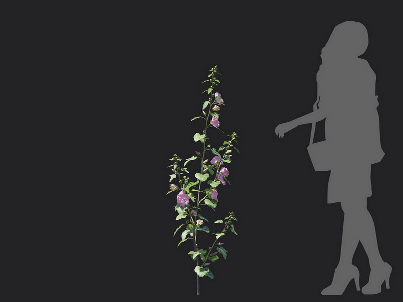 Maxtree - Plant Models Vol.129