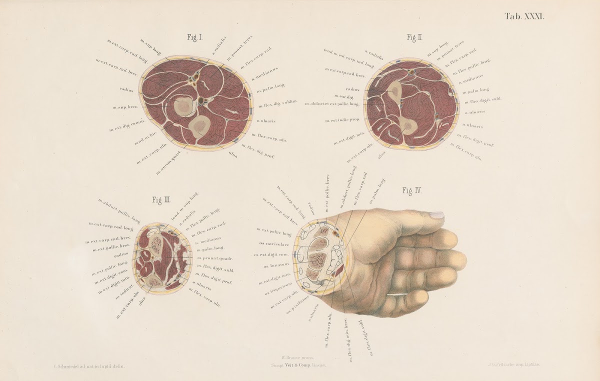 Topographisch anatomischer Atlas nach Durchschnitten an gefrornen Cadavern Pl33