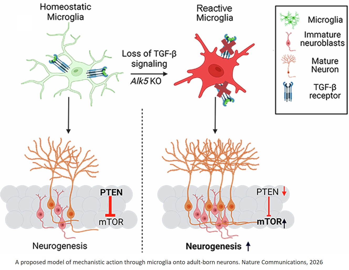 Inhibition of TGF-β signaling in microglia stimulates hippocampal adult neurogenesis and reduces anxiety-like behavior in adult mice