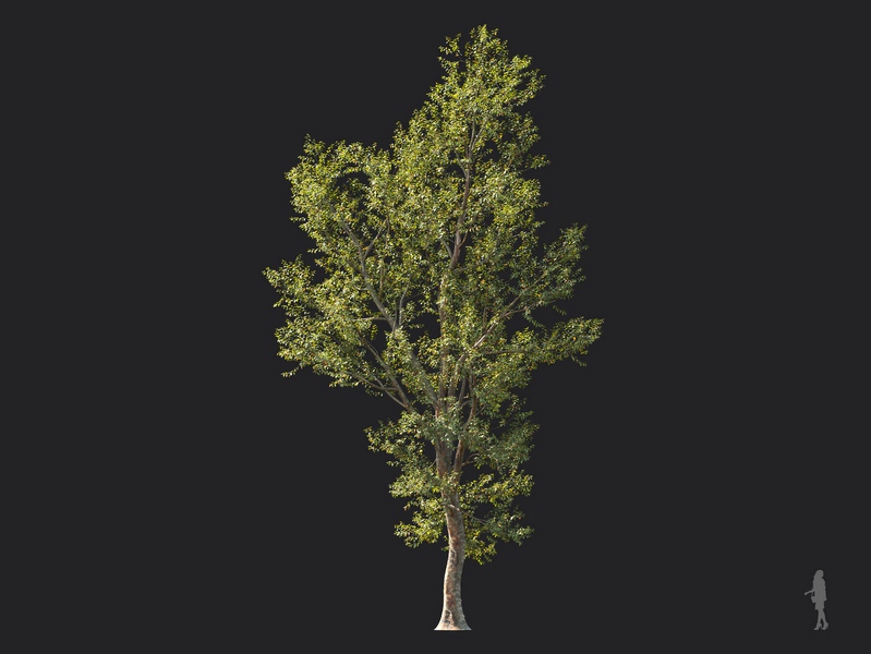 Maxtree - Plant Models Vol.124