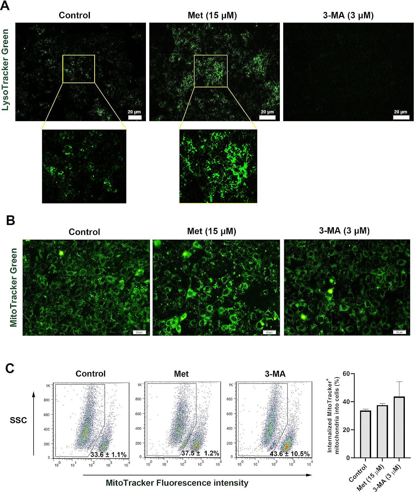 Autophagy modulation effect on homotypic transfer of intracellular components via tunneling nanotubes in mesenchymal stem cells