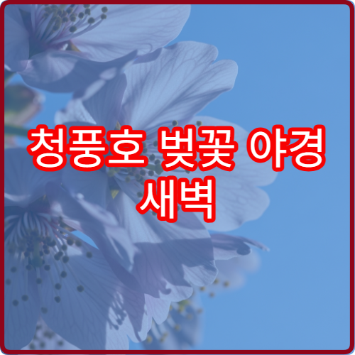 청풍호 벚꽃 야경 새벽 사진작가 출사 호수반사 명소 TOP3