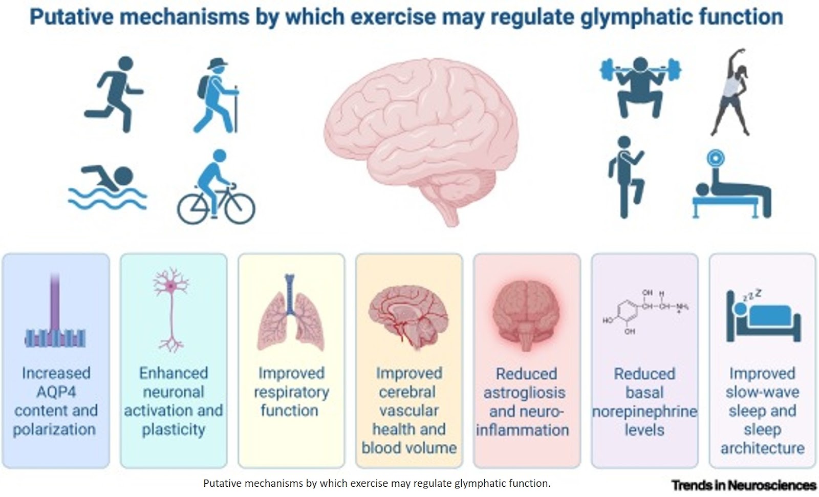 Glymphatic function regulated by exercise