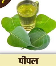Peepal