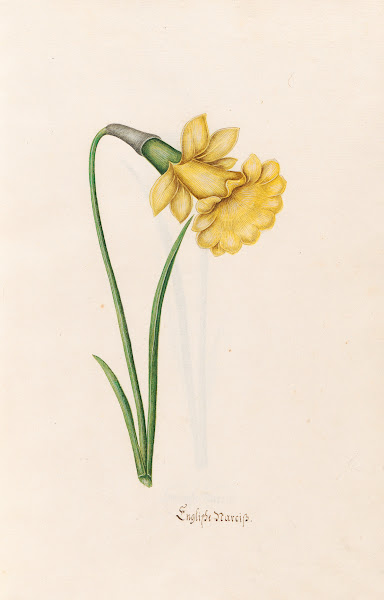 Englishe narciss 1692