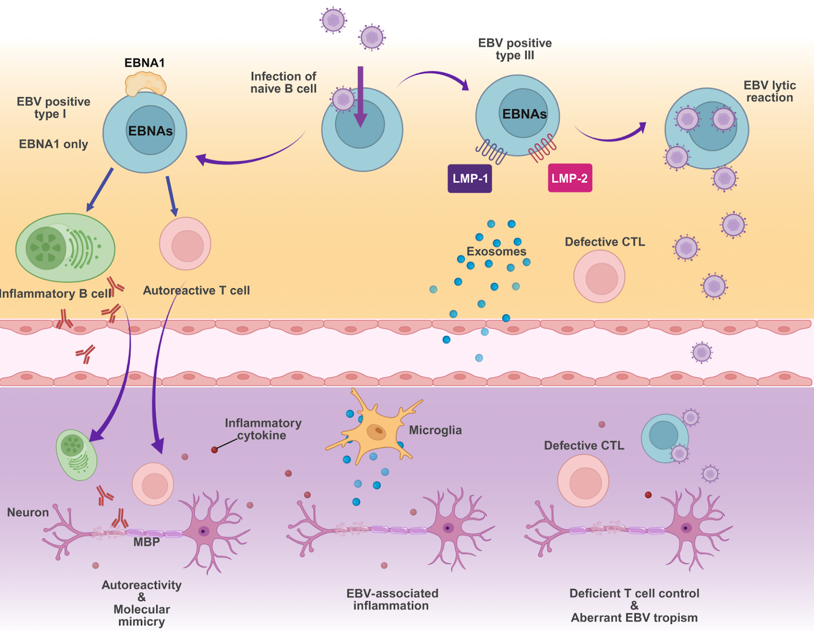 The EBV-MS Paradigm: Beyond Molecular Mimicry Toward New Therapeutic Strategies