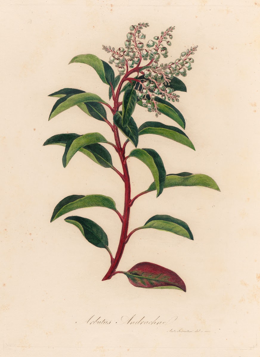Arbutus Andrachne 1818 1824