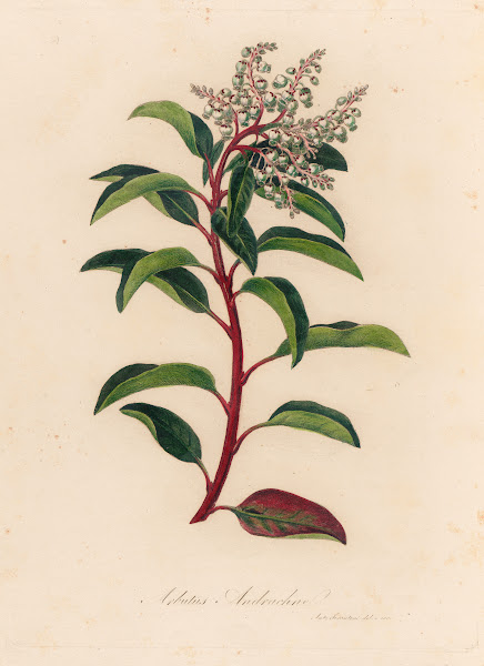 Arbutus Andrachne 1818 1824
