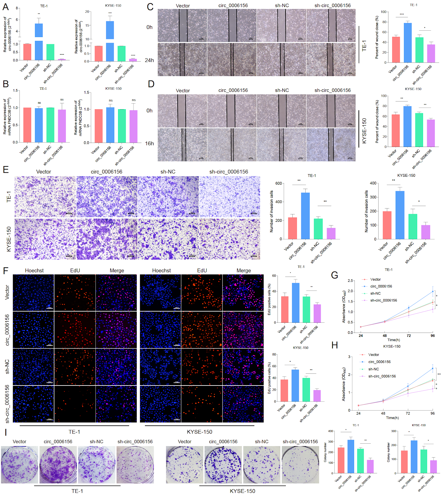 circ_0006156 promotes esophageal squamous cell carcinoma progression via activation of the TGFβ/Smad pathway