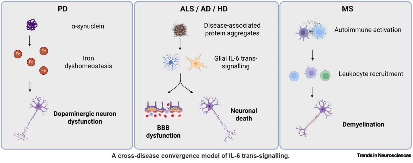 Targeting interleukin-6 trans-signalling in neurodegeneration