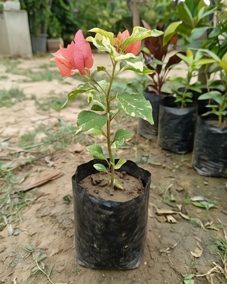Imported Tiger Marble Bougainvillea Plant — view 3