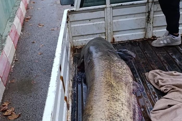Người đàn ông bắt được con cá khổng lồ nặng 65kg trong hồ - Tạp chí Người Đưa Tin