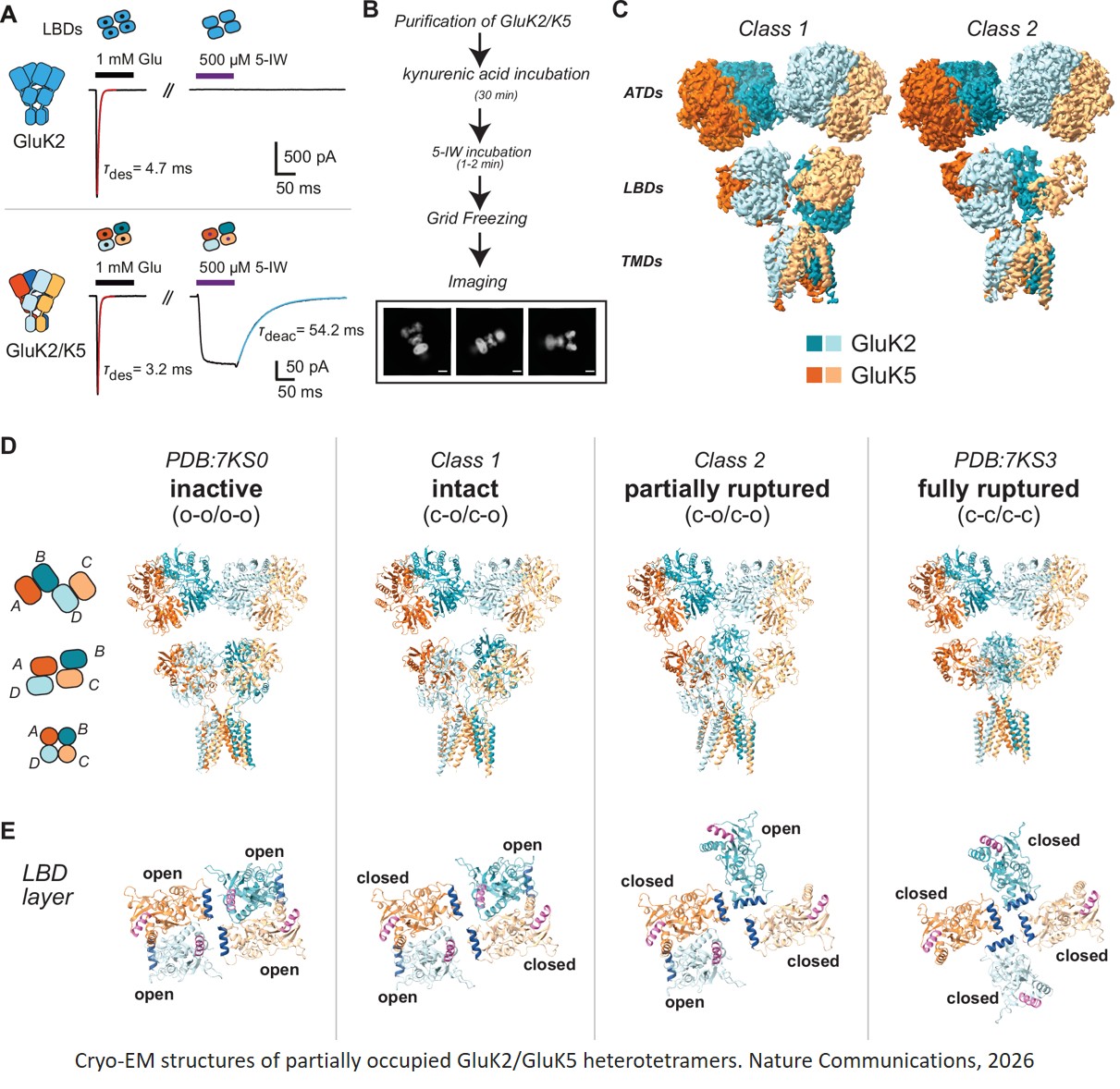 Structures of partially occupied hetero- tetramers provide insight into kainate  receptor activation and desensitization