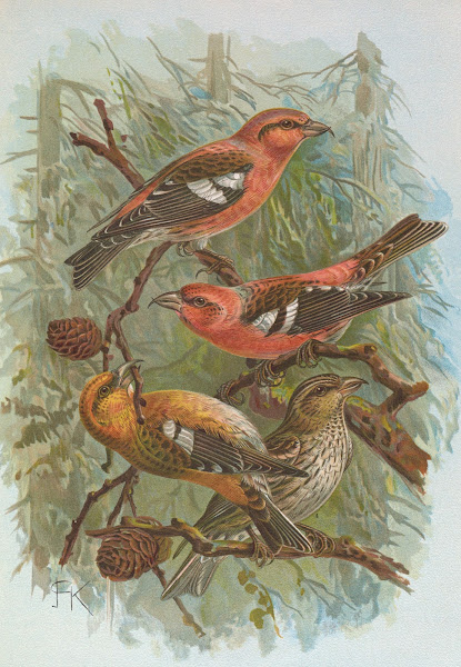 Loxia leucoptera Gm Loxia bifasciata Brehm