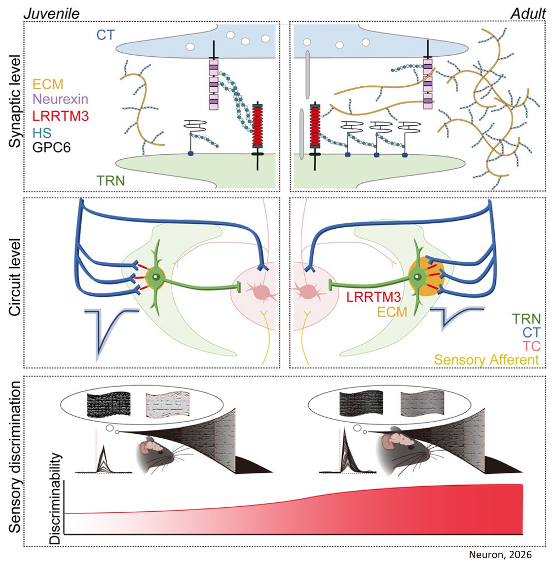 Juvenile-to-adult refinement of thalamic reticular circuits via LRRTM3 enables high-resolution sensory encoding
