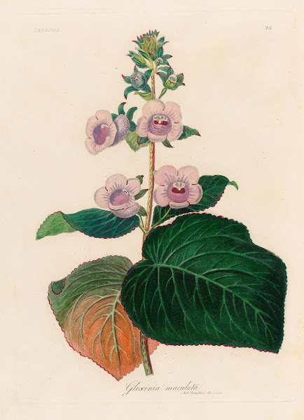 Gloxinia maculata 1818 1824