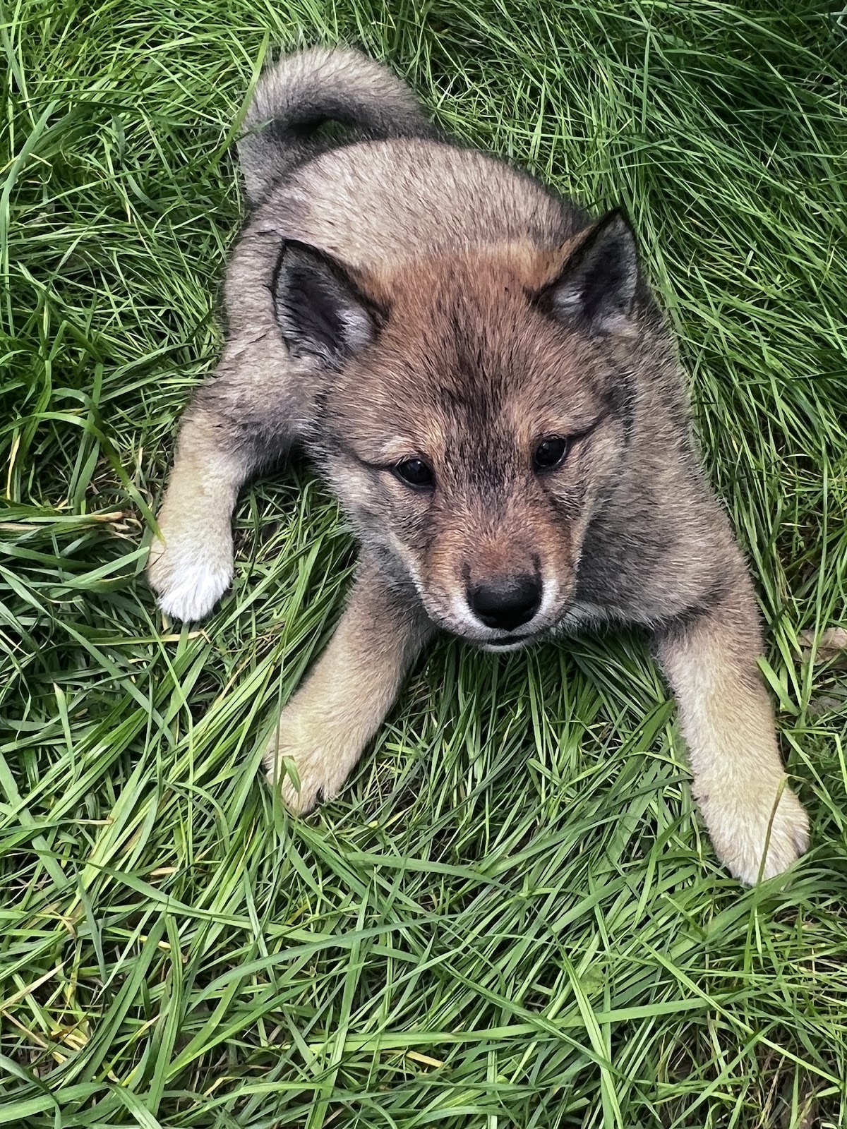 Shikoku puppy photo