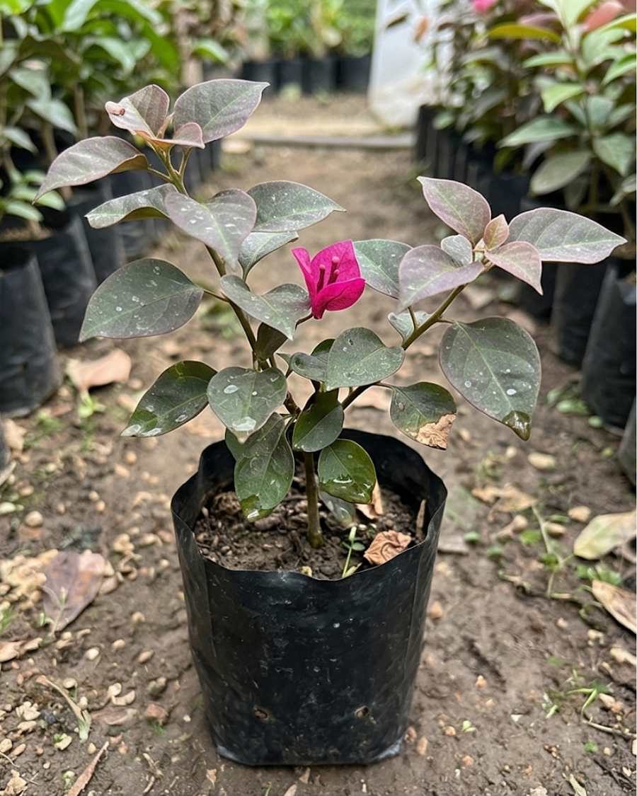 Imported Black Maria Bougainvillea Plant — view 2