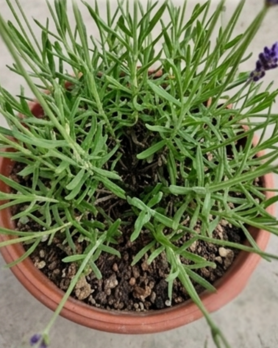 Lavender Plant — view 3