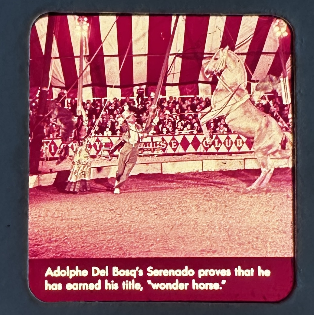 Sawyer's Inc. View-Master paper reel slide from the 1955–56 Mickey Mouse Club Circus at Disneyland, showing Adolphe Del Bosq's wonder horse Serenado, with visible magenta color shift and crisp printed caption