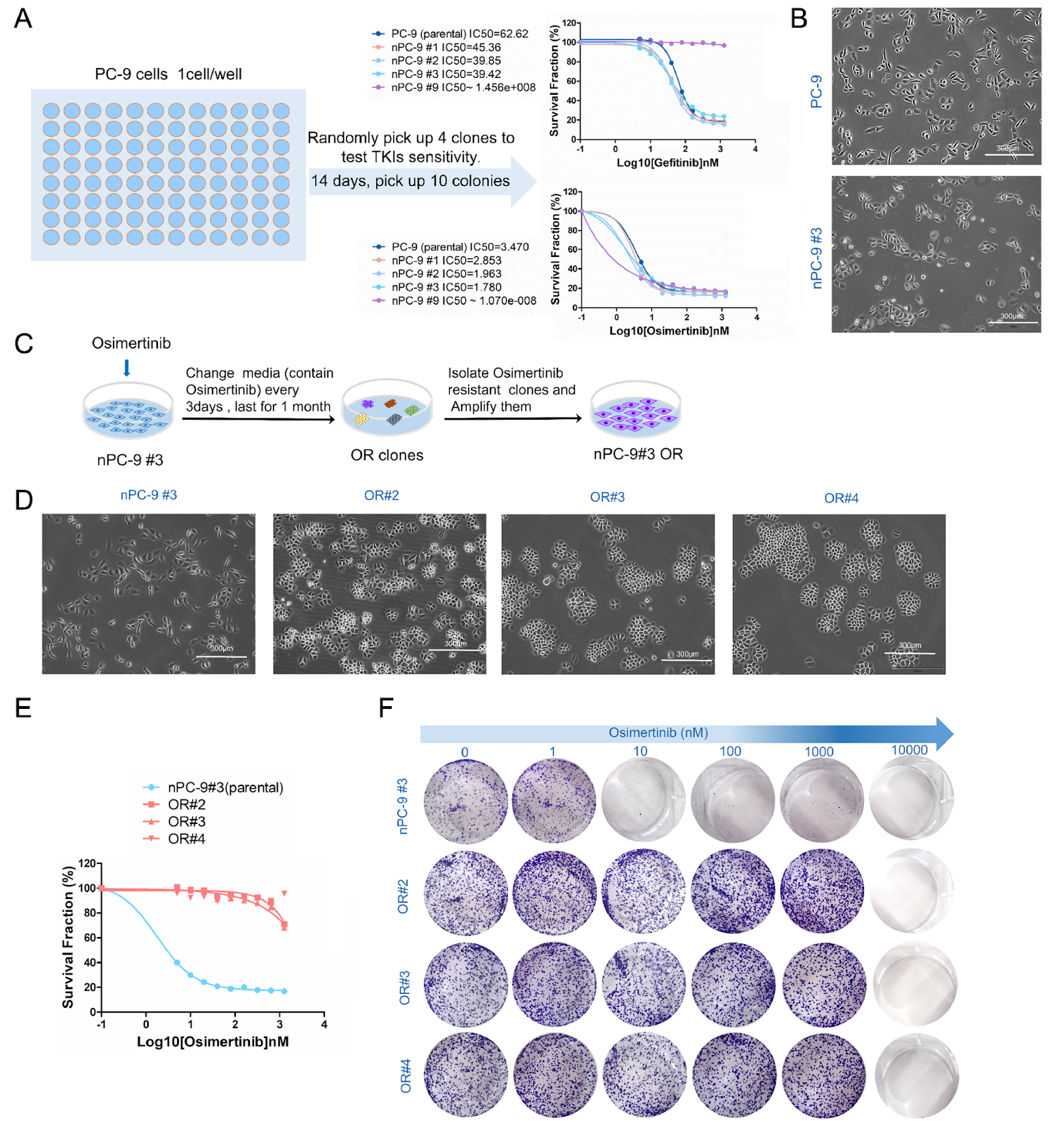 HDAC6 promotes osimertinib resistance evolution in non-small cell lung cancer by activating EGFR degradation through the ubiquitin-proteasome pathway