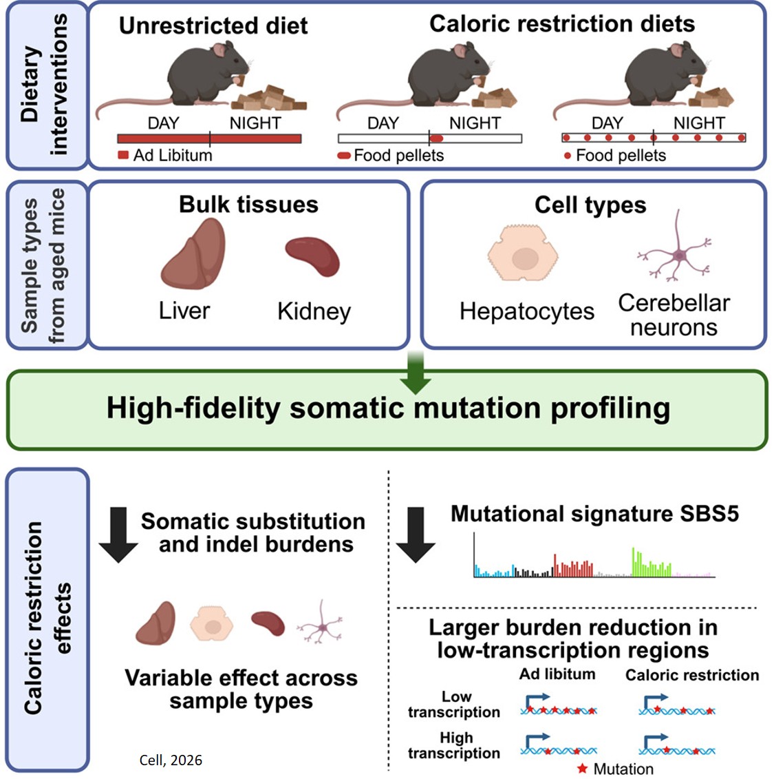 Feeding mice fewer calories reduce DNA mutations