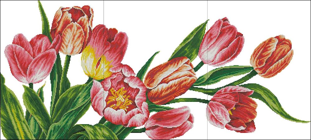 CMP 171304 Tulip