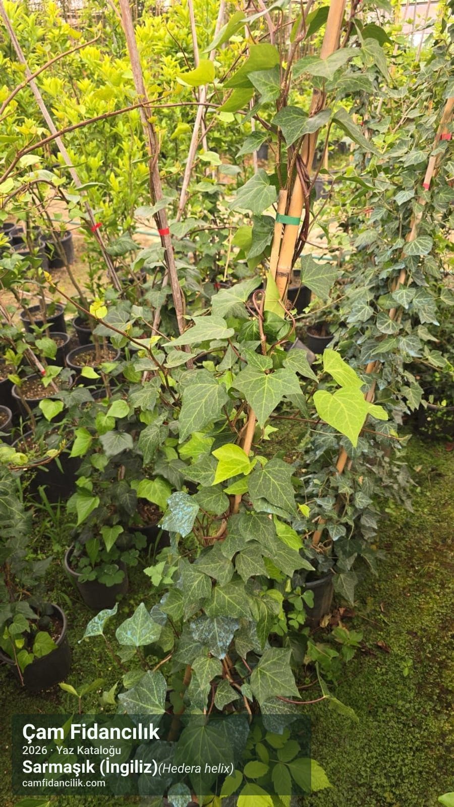 Sarmaşık (İngiliz) - Hedera helix Çam Fidancılık Yalova foto 3