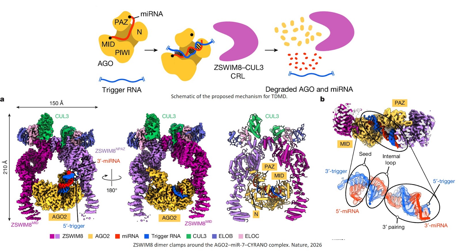 The E3 ubiquitin ligase mechanism specifying targeted microRNA degradation