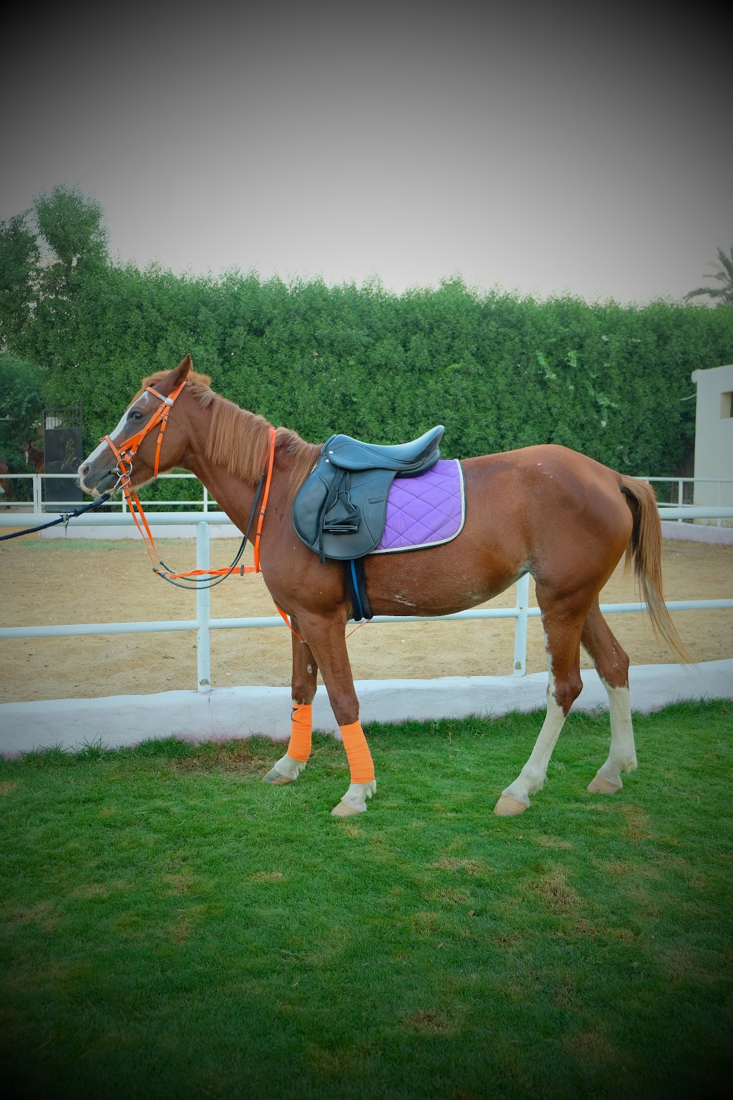 Loza - Horse available for riding at Aseel in Saqqara, Egypt. Meet this handsome Chestnut with a vibrant personality to match his coat. He fea
