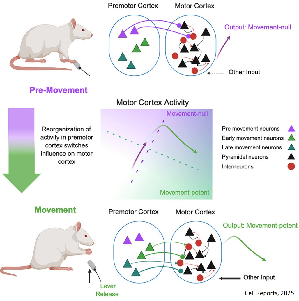 Mechanisms of premotor-motor cortex interactions during movement initiation