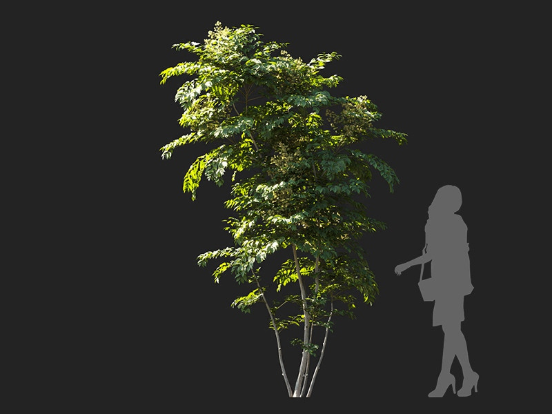 Maxtree - Plant Models Vol.122
